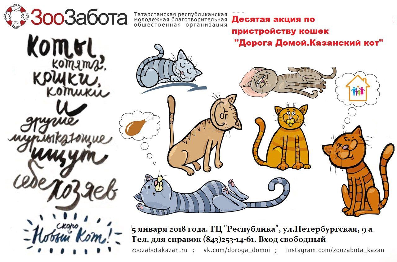 Начните январь с "Дороги домой": в ТЦ "Республика" пройдет благотворительная акция-выставка кошек