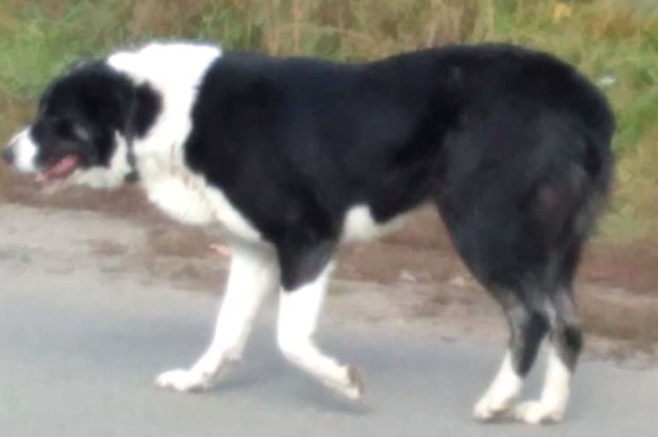 На улице Чайковского огромная собака не даёт проходу местным жителям