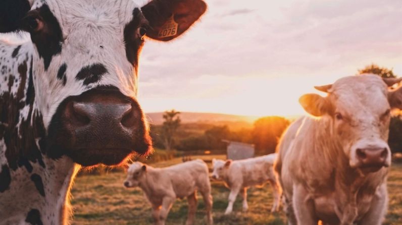 Зеленодольский район в лидерах по увеличению численности поголовья крупного рогатого скота