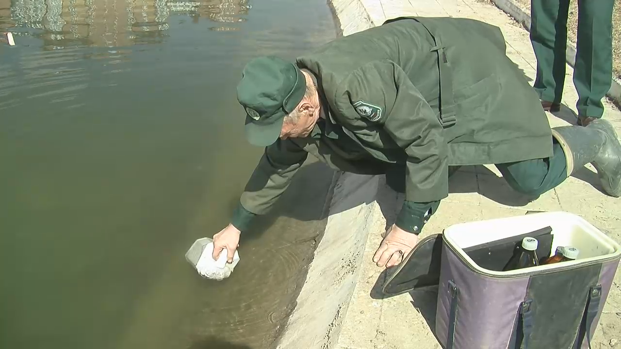 Названа предварительная версия гибели рыбы в городском озере