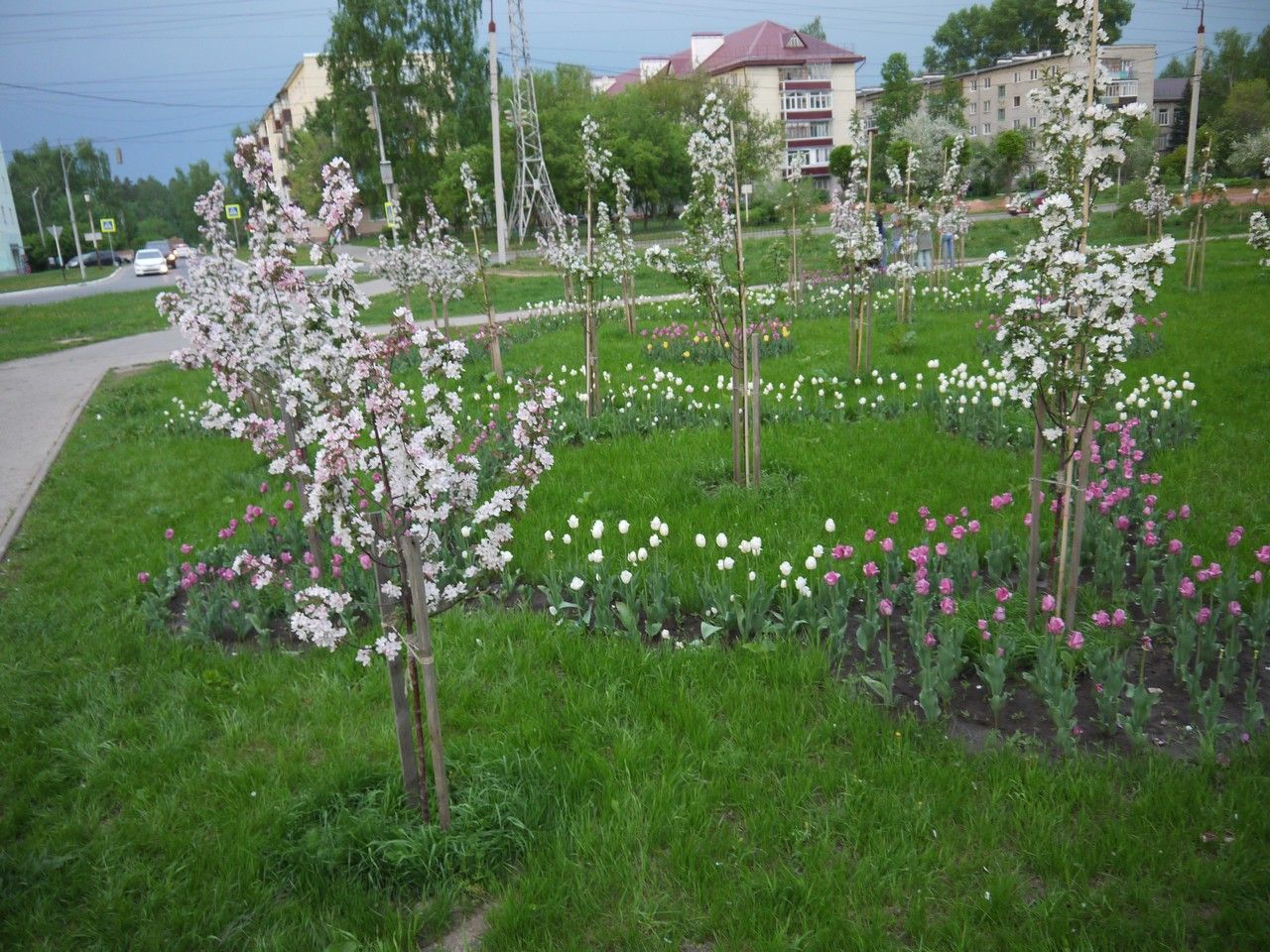 Красивое явление природы вызвало бурю восторга: На улицах Зеленодольска яблони расцвели розовым облаком