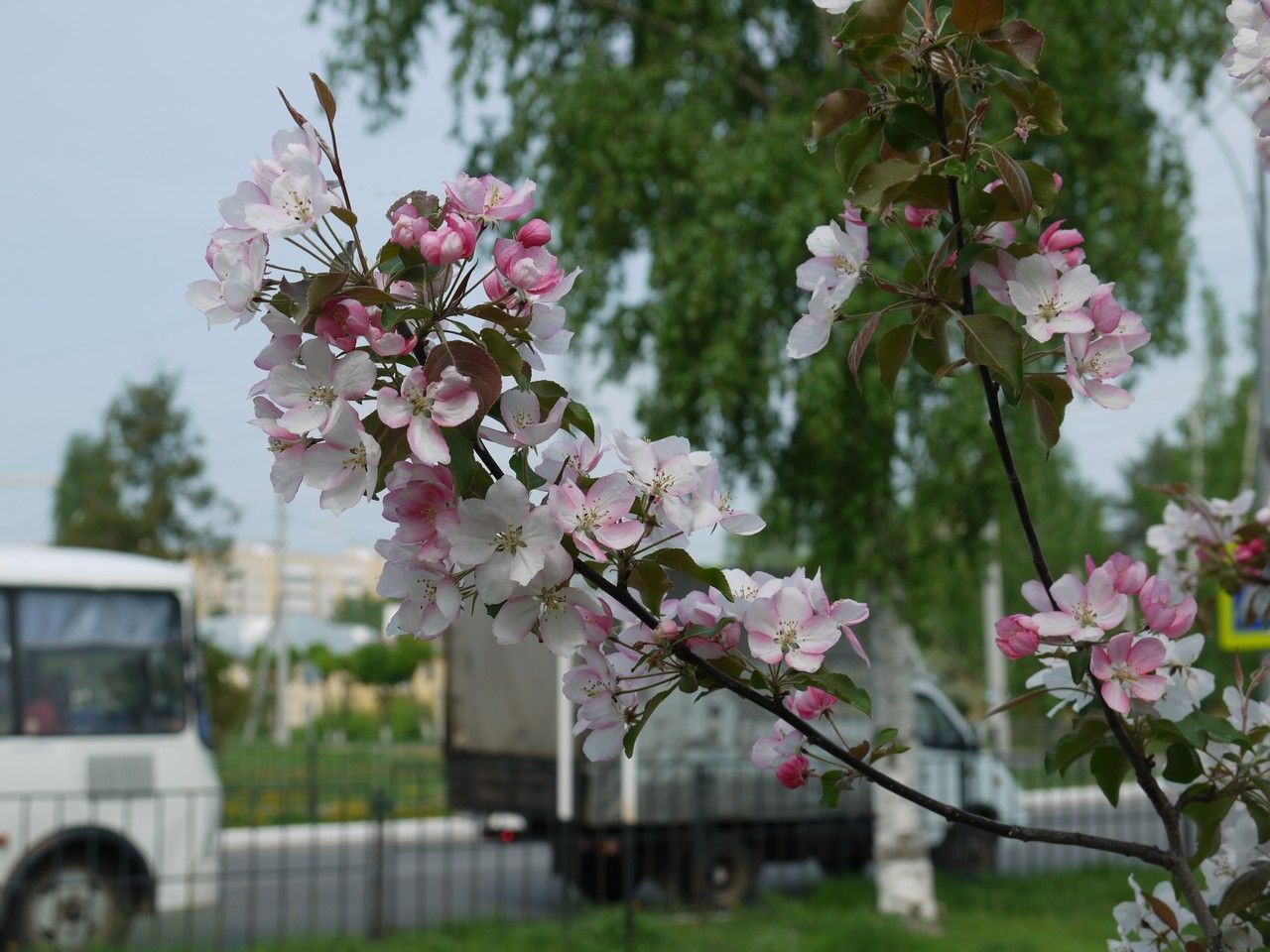 Красивое явление природы вызвало бурю восторга: На улицах Зеленодольска яблони расцвели розовым облаком