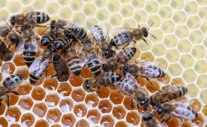 Почему в Зеленодольском районе массово гибнут пчелы
