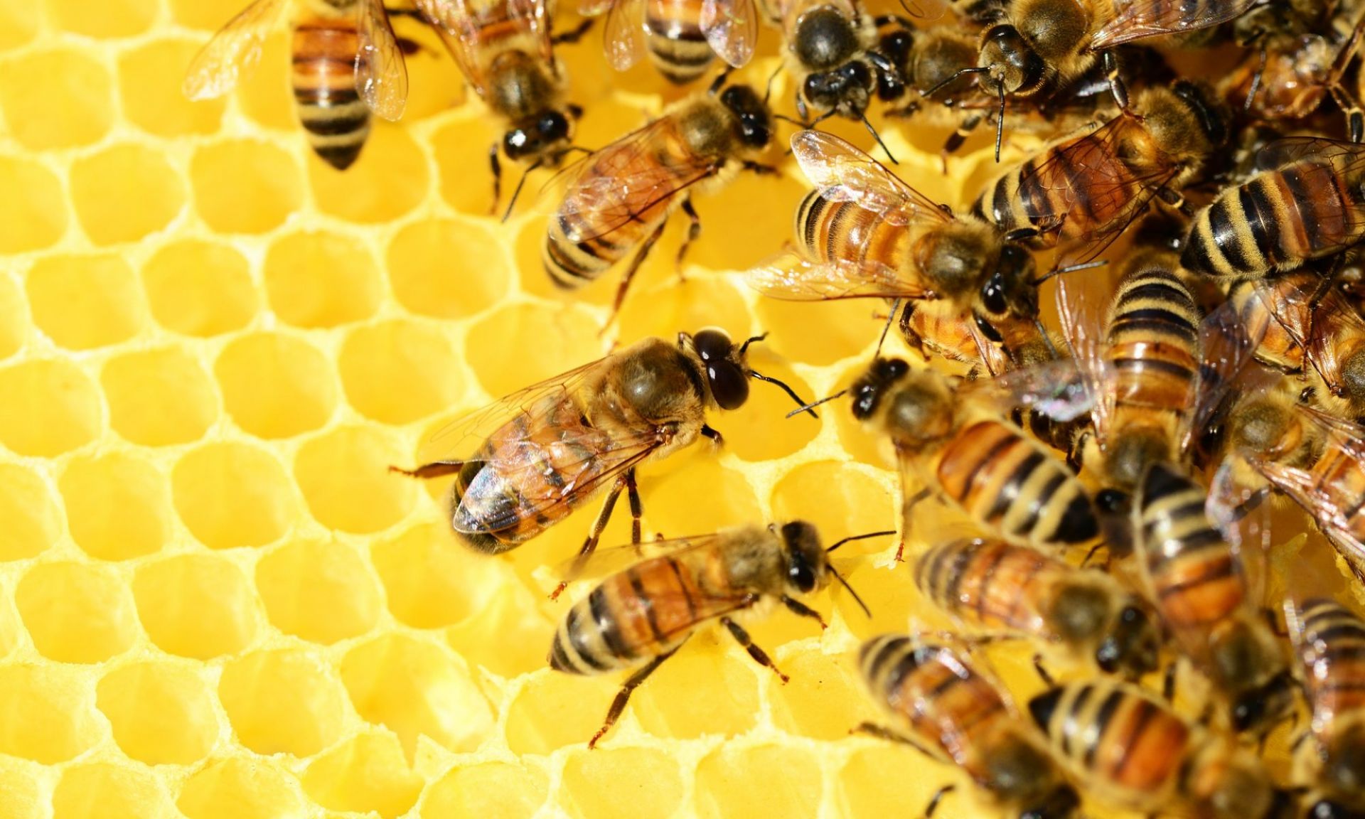 Около 240 миллионов пчел погибли в РТ