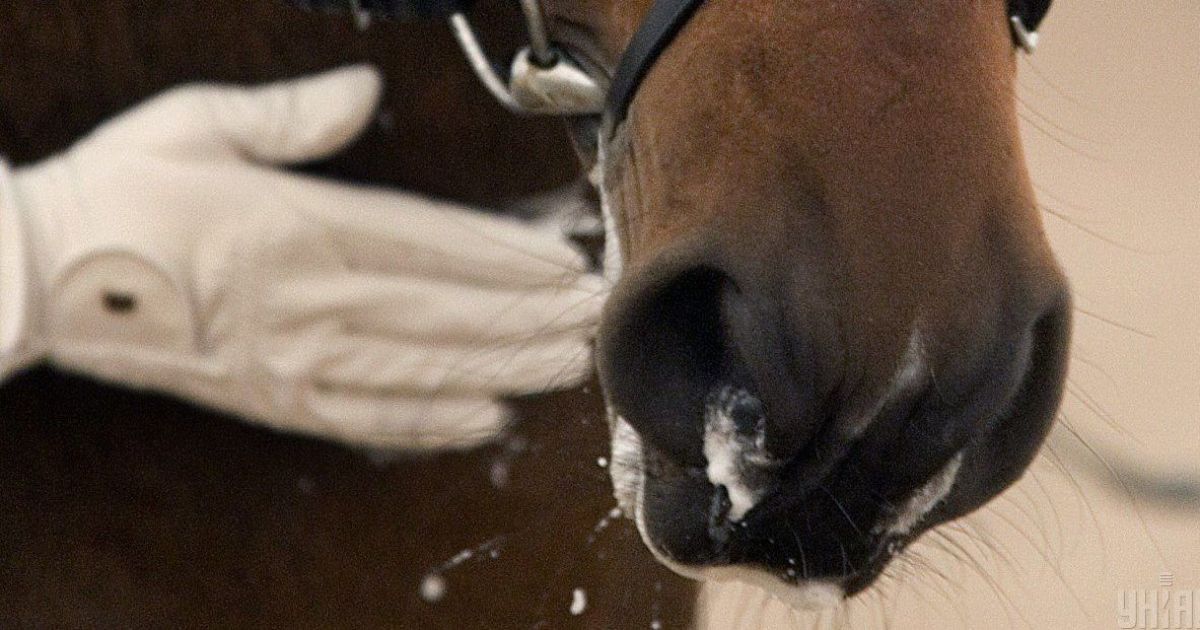Лошадь откусила часть носа пьяному мужчине