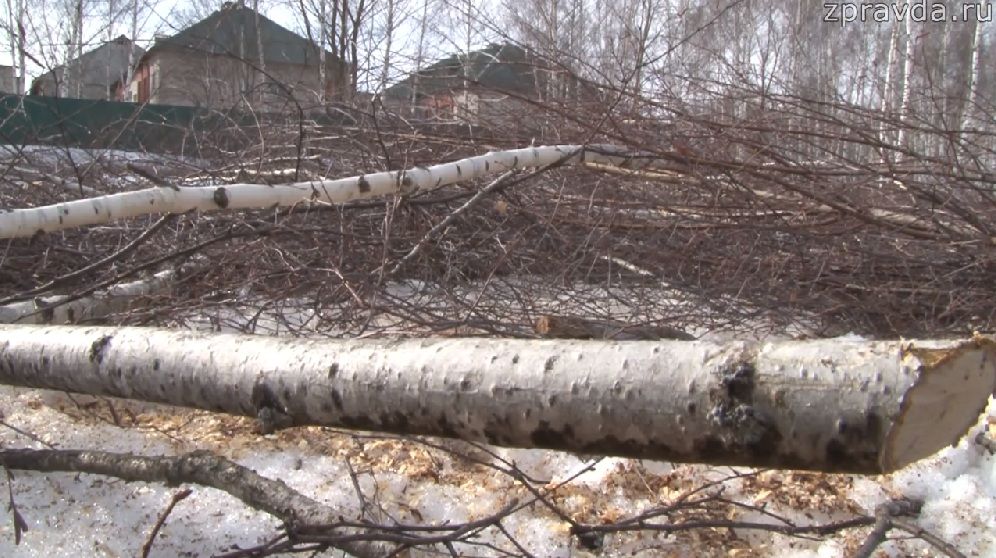 Зеленодольцы недоумевают: "На каком основании вырубают деревья в березовой роще возле Майдана?"
