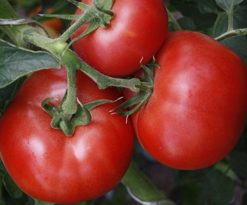 Лучшие сорта помидор, которые обязательно должны быть в следующем году у успешных огородников