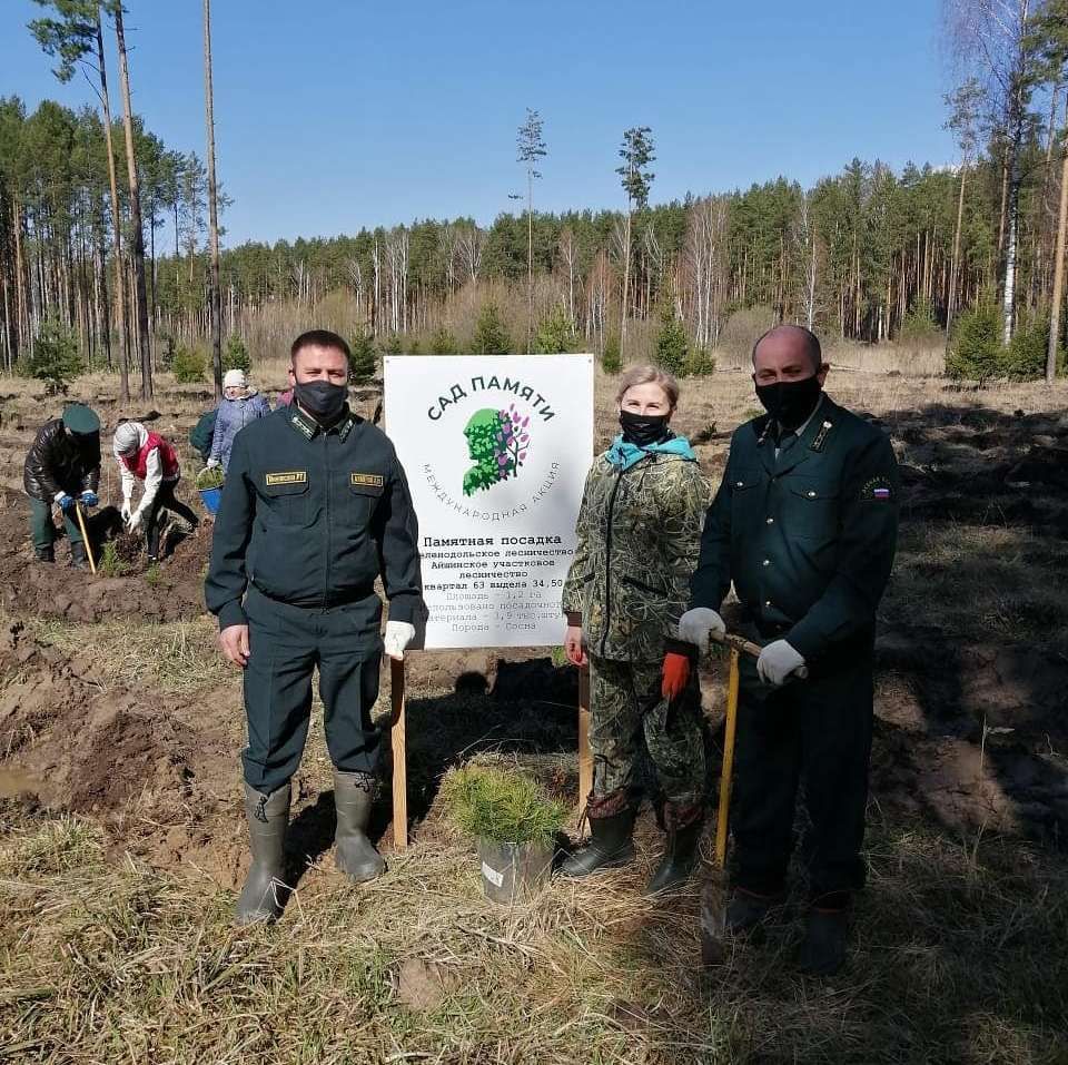 Сад памяти: в Зеленодольском районе высадили более 3,5 тысяч сосен