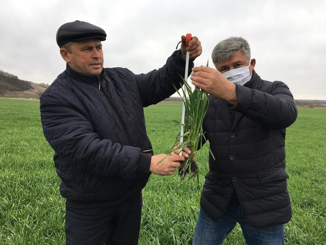 Высота озимой ржи на полях агрохолдинга в Зеленодольском районе достигает 45 см