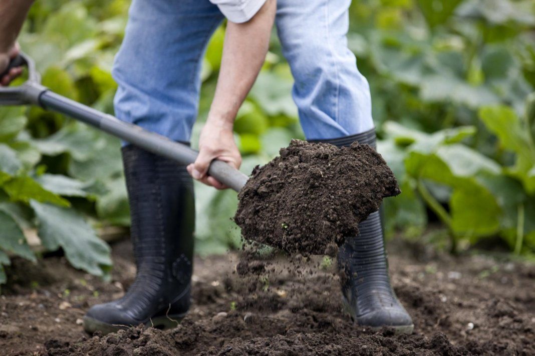 2 варианта дезинфекции почвы: Чем лучше обеззаразить землю перед посадкой рассады?