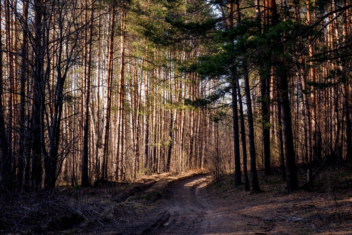 Самоизоляция: можно ли жителям Зеленодольска гулять в лесу