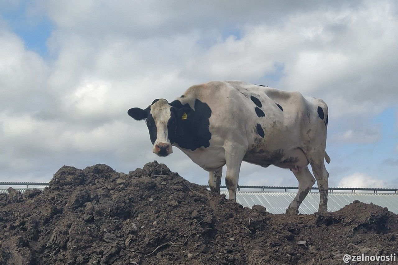 В Зеленодольском районе от пожара спасли 360 коров