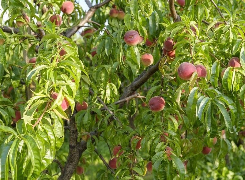 По совету специалиста: Плодовые деревья, которые гарантировано дадут хороший урожай