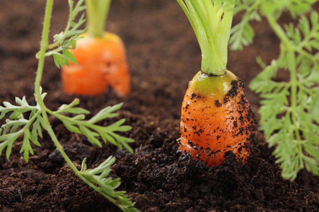 Рассказываем о подкормках: Как правильно подкармливать морковь, чтобы выросла крупной, сочной и сладкой