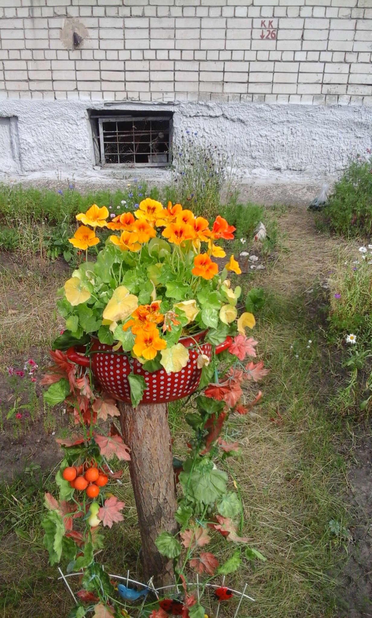 К конкурсу «Мой миллион цветов» присоединился дом №6 по улице Комарова