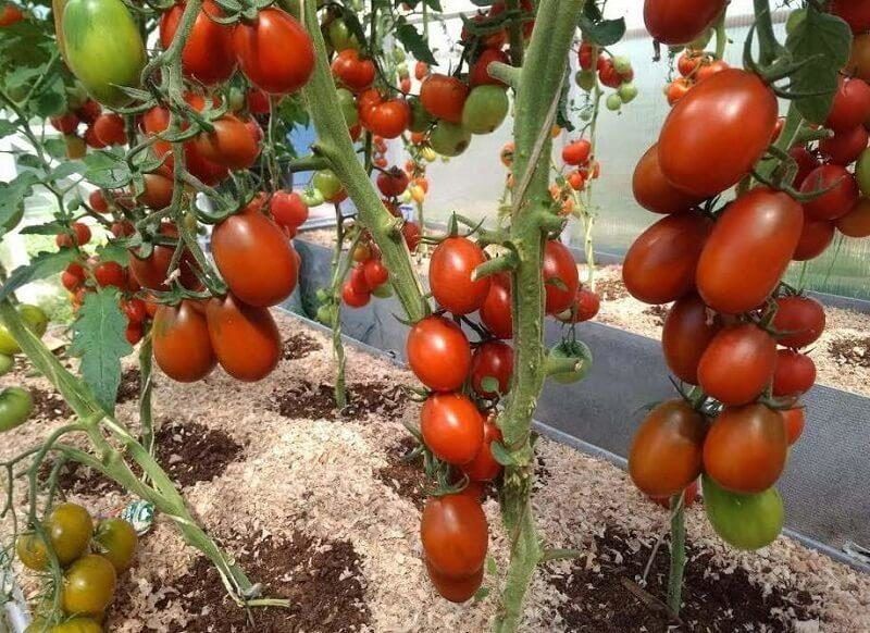 Фаворит маленького огорода: Один из самых лучших, вкусных сортов томата