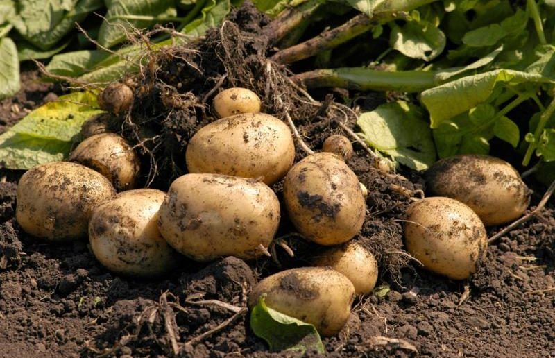 Чем и как удобрить землю под картофель осенью, чтобы в следующем году собрать тонну крупного картофеля с грядки