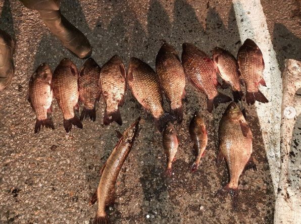 В Зеленодольском районе пресечена деятельность по незаконной добыче рыбы