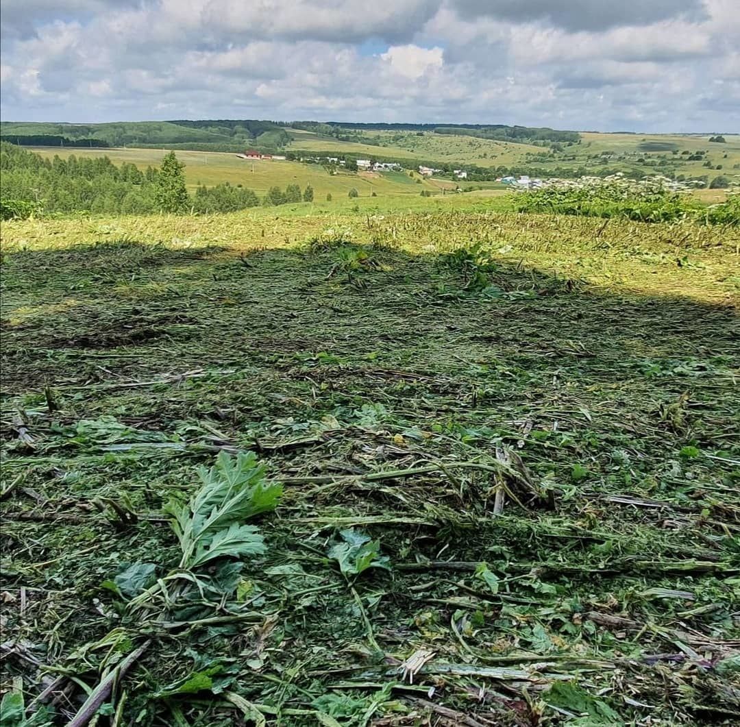 «Ядовит и опасен»: в Зеленодольском районе продолжается борьба с борщевиком