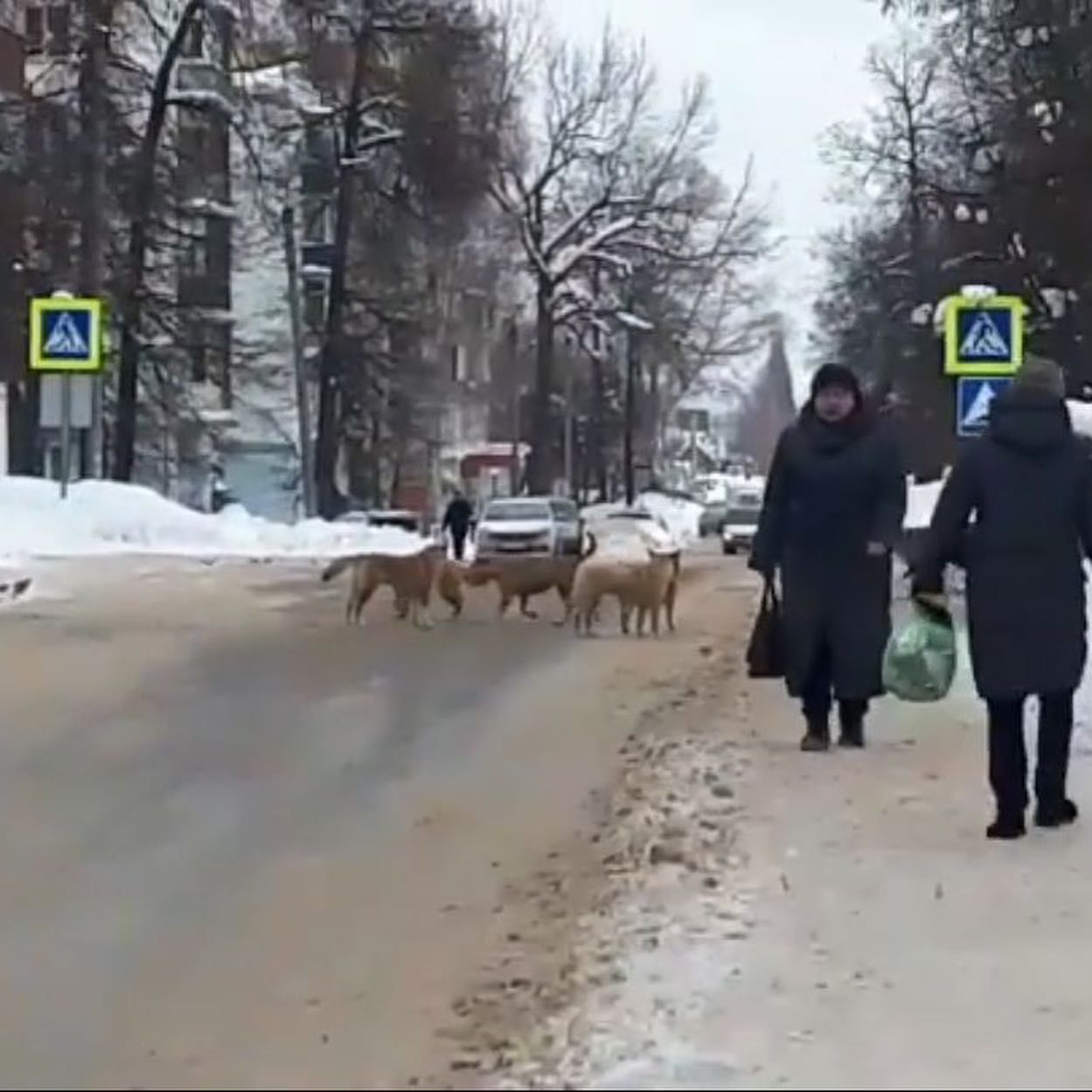 В Зеленодольске на улице Фрунзе бездомные собаки покусали ребенка