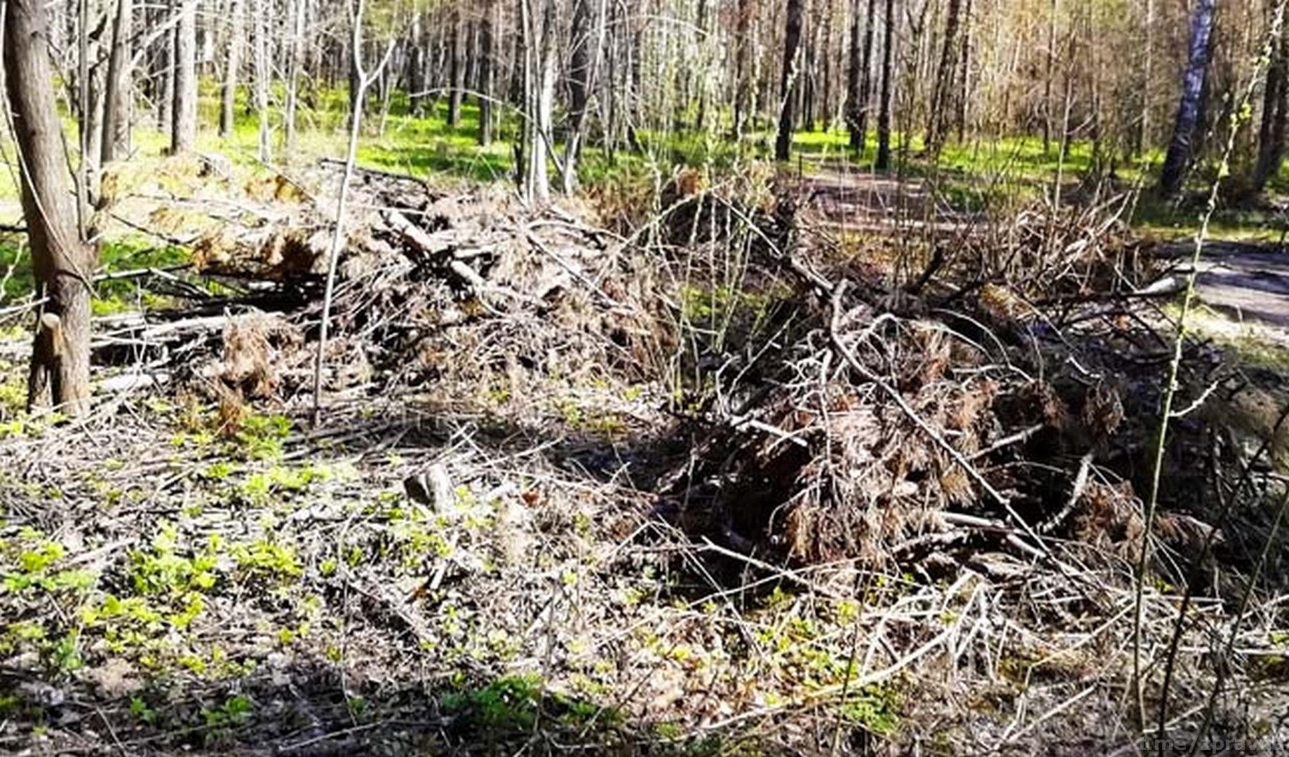 Польза или вред: С какой целью в сосновом бору в Зеленодольске оставили кучи древесного мусора