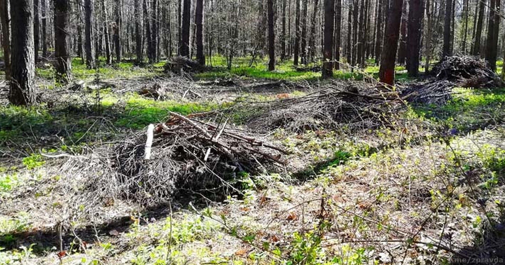 Польза или вред: С какой целью в сосновом бору в Зеленодольске оставили кучи древесного мусора