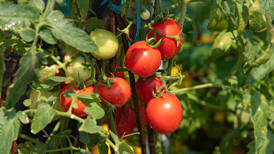 Сочетание жаркой солнечной погоды и нехватка влаги в почве приведёт к массовому поражению помидоров