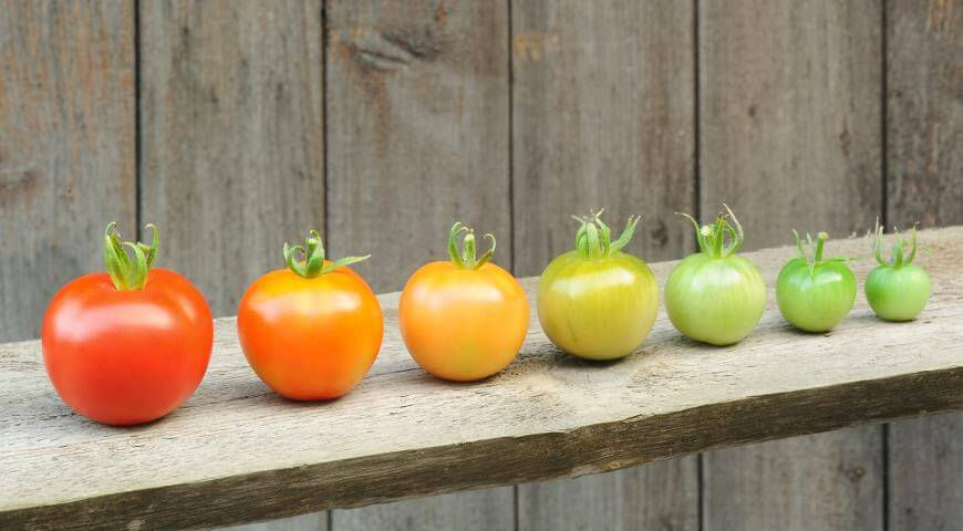 Созревание томатов: Существуют хитрости, позволяющие ускорить этот процесс