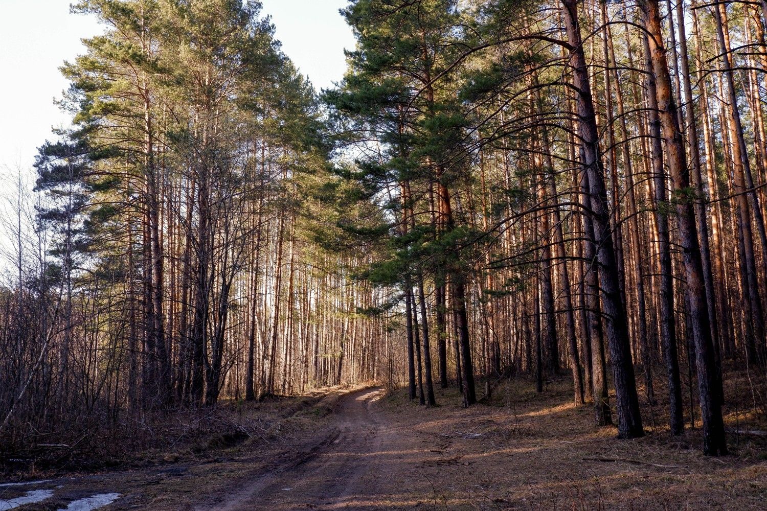 Леса Зеленодольска