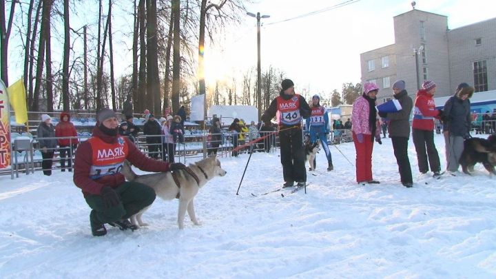 Фото: Кинологический праздник собрал несколько десятков любителей собак из Казани, Волжска, Зеленодольска