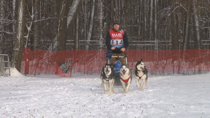 Фото: Кинологический праздник собрал несколько десятков любителей собак из Казани, Волжска, Зеленодольска