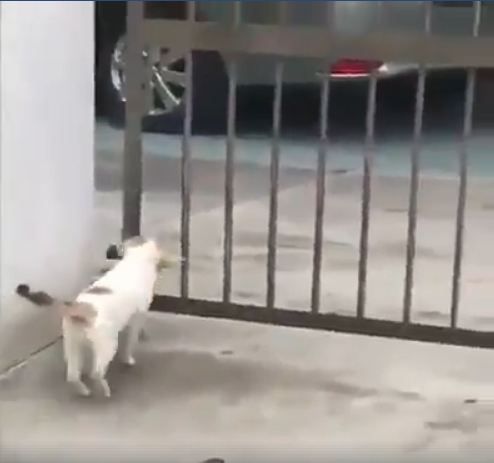 Кот с кукурузой пытается преодолеть забор - посмотрите с каким упорством он это делает