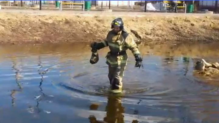 В Айше пожарные спасли от гибели ондатру