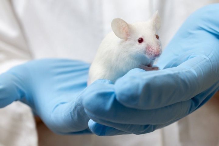 Российский препарат вдвое продлил жизнь больных раком мышей