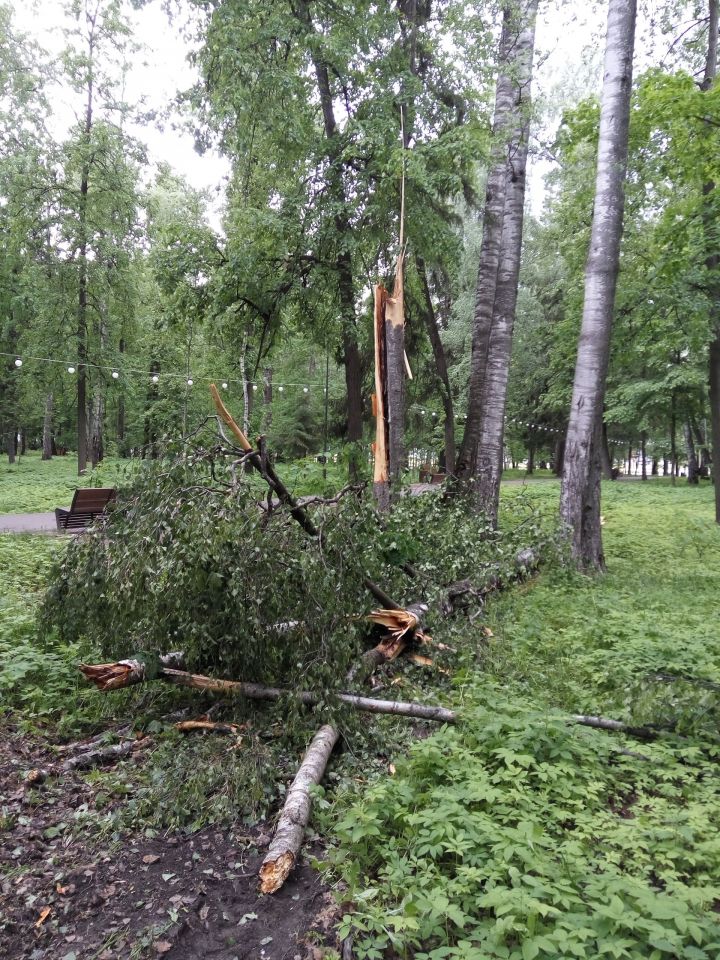 Фото: Ураган прошёл по парку