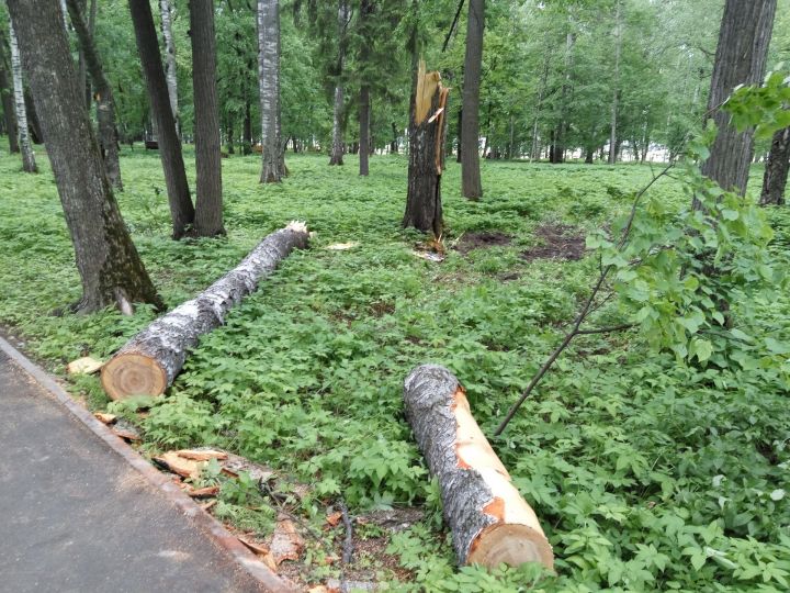 Фото: Ураган прошёл по парку