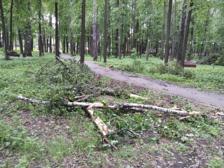 Фото: Ураган прошёл по парку