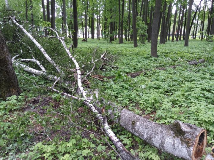 Фото: Ураган прошёл по парку