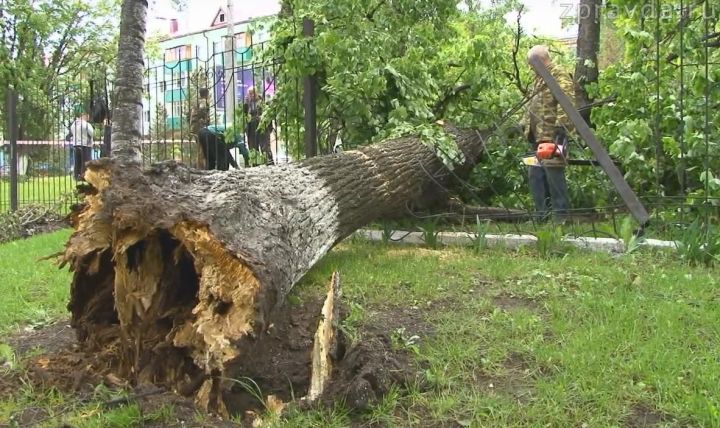 Видео: Упавшие деревья в Зеленодольске до сих пор мешают автомобилистам и пешеходам