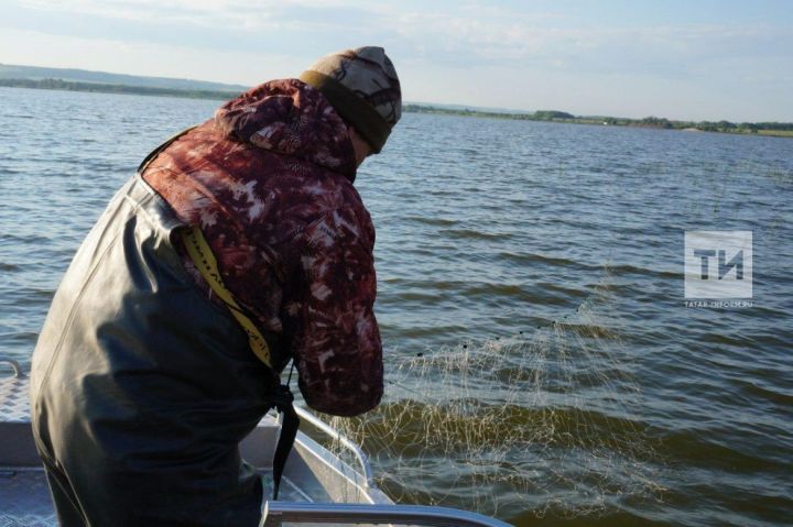 Что за рыба  в водах республики Татарстан прошивает до 10 прочных сетей за раз