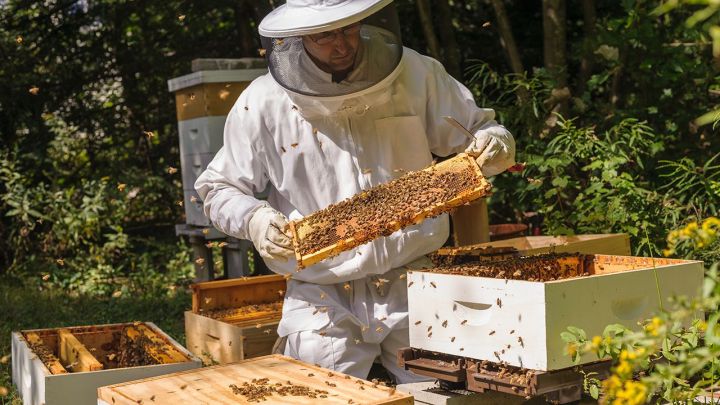 Не останемся ли без мёда: В Татарстане зарегистрирована массовая гибель пчёл
