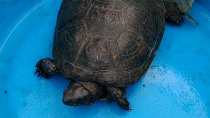 В Татарстане возможно обнаружен исчезнувший вид черепахи