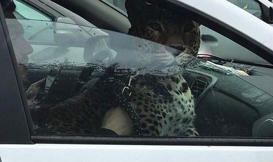 В Казани на фото сняли ягуара, сидящего на переднем сиденье авто