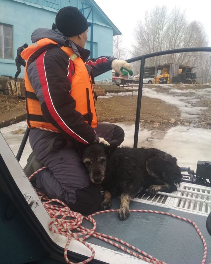 В Зеленодольске спасли собаку, провалившуюся под лед