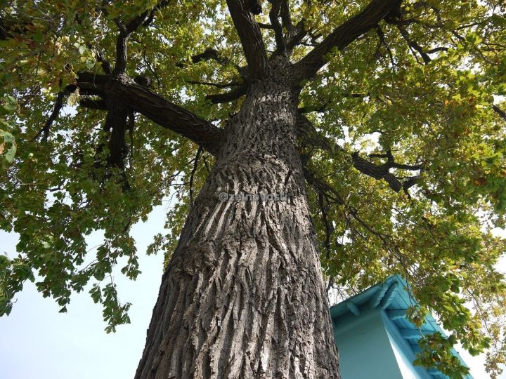 Дерево, которое старше Петра I: Где в Зеленодольске можно увидеть 300-летние дубы