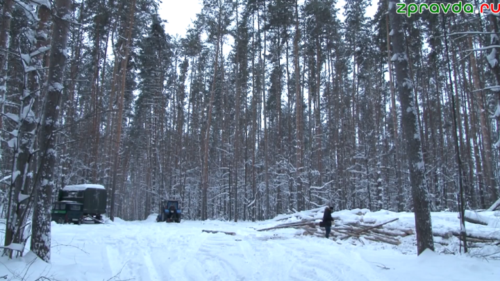Жители Зеленодольска обеспокоены вырубкой леса по улице Столичная