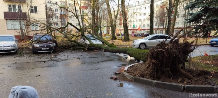 Упавшее дерево на ул. Шевченко повредило машины