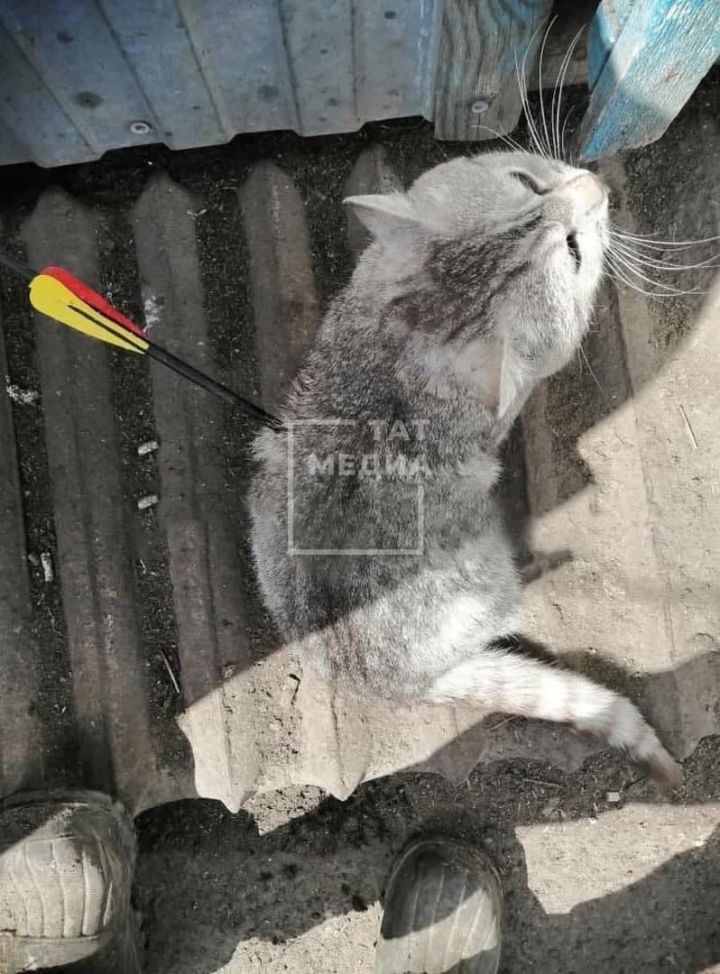 В татарстанском посёлке Сокуры неизвестные ранили кота стрелой из арбалета