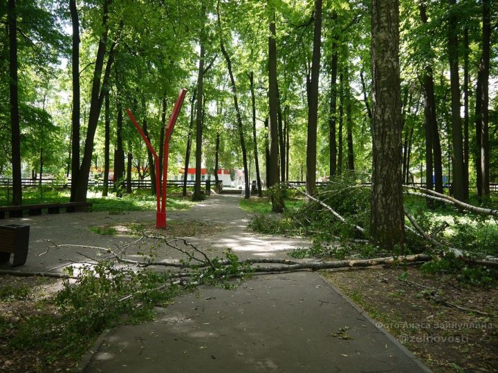 Мобильный репортер: Сильный ветер повалил берёзу в городском парке