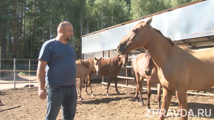 Фермер из Раифы разводит лошадей татарской породы